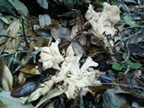 Cantharellus subalbidus image