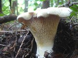 Cantharellus subalbidus image