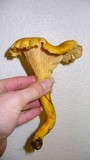 Cantharellus formosus image