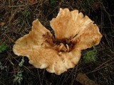 Gomphus kauffmanii image