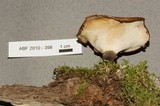 Polyporus tubaeformis image