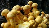 Gymnopilus ventricosus image