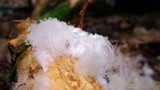 Exidiopsis effusa image