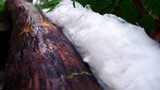 Exidiopsis effusa image