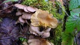Sarcomyxa serotina image