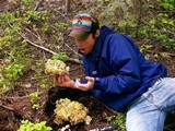 Ramaria rasilispora image