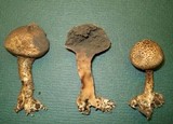 Scleroderma nitidum image