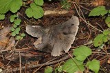 Tricholoma atroviolaceum image
