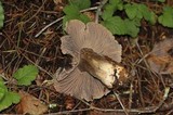 Tricholoma atroviolaceum image
