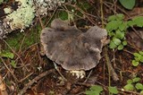 Tricholoma atroviolaceum image
