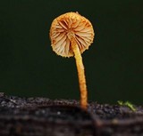 Flammulaster muricatus image