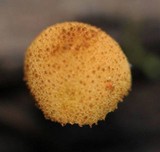 Flammulaster muricatus image