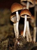 Psathyrella stercoraria image