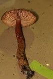 Limacella delicata var. glioderma image