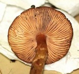 Limacella delicata var. glioderma image