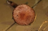 Limacella delicata var. glioderma image