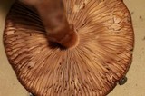 Limacella delicata var. glioderma image