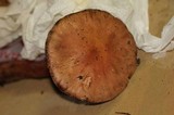Limacella delicata var. glioderma image