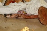 Limacella delicata var. glioderma image