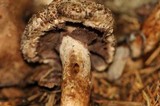 Agaricus fuscovelatus image