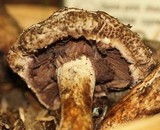 Agaricus fuscovelatus image