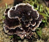 Thelephora terrestris image
