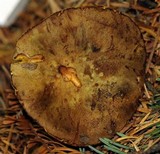Phylloporus arenicola image