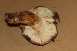 Tricholoma fracticum image