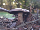 Agaricus californicus image