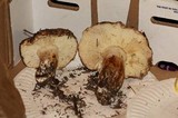 Tricholoma fracticum image
