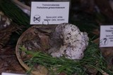 Tricholoma griseoviolaceum image