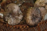 Tricholoma griseoviolaceum image