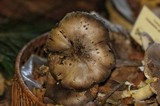 Tricholoma griseoviolaceum image