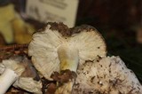 Tricholoma griseoviolaceum image
