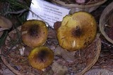 Floccularia albolanaripes image