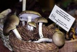 Hygrophorus agathosmus image