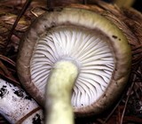 Hygrophorus agathosmus image