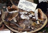 Hygrophorus roseobrunneus image