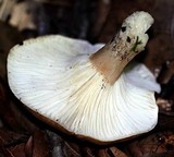 Hygrophorus roseobrunneus image