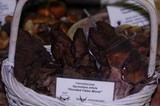 Gyromitra infula image