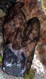 Gyromitra infula image