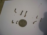 Mycena inclinata image