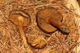 Dermocybe cascadensis image