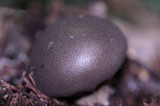 Lycoperdon umbrinum image