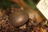 Lycoperdon umbrinum image