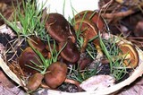 Cortinarius malicorius image