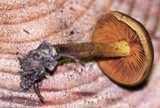 Cortinarius malicorius image