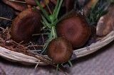 Cortinarius malicorius image