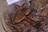 Cortinarius clandestinus image