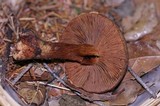 Cortinarius clandestinus image